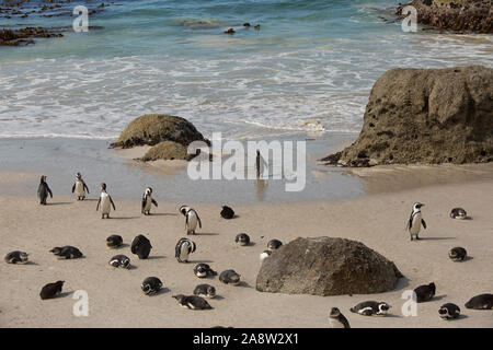 Eine Gruppe von Afrikanischen Pinguinen am Strand in Simonstown, Südafrika Stockfoto