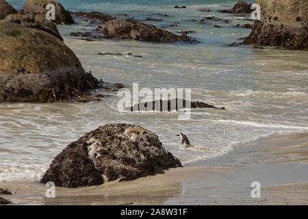 Afrikanische Pinguin gehen in für Schwimmen Stockfoto