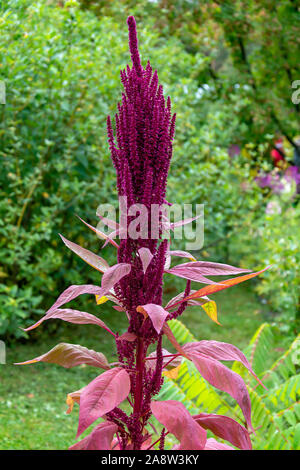 Helle große Blume astilba auf dem Hintergrund der Sträucher im frühen Herbst Stockfoto