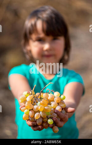 Trauben der Ernte. Kleines Mädchen Hände mit frisch geernteten Trauben. Stockfoto