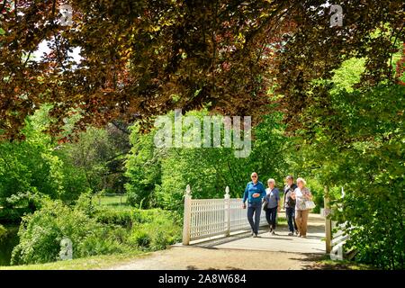 Blutbuche (Fagus sylvatica f. purpurea), Fürst-Pückler-Park Branitz, Cottbus, Brandenburg, Deutschland Stockfoto