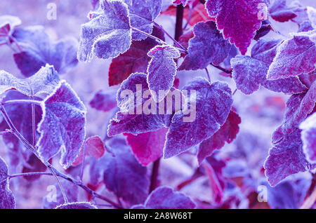 Hintergrund von hellen Blättern bedeckt mit Raureif. Herbst Frost. Close Up. Stockfoto