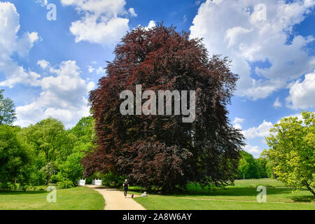 Blutbuche (Fagus sylvatica f. purpurea), Fürst-Pückler-Park Branitz, Cottbus, Brandenburg, Deutschland Stockfoto