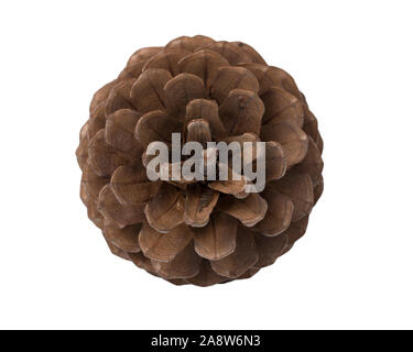 Braun Pine Cone auf weißem Hintergrund, obere Ansicht. Stockfoto