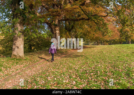 Levens Hall Deer Park in Levens Brücke in der Nähe von Milnthorpe in Cumbria Stockfoto