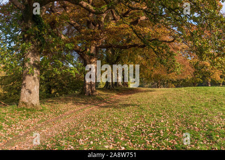 Levens Hall Deer Park in Levens Brücke in der Nähe von Milnthorpe in Cumbria Stockfoto