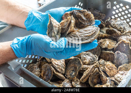 Austern in den Händen auf dem Fischmarkt Stockfoto