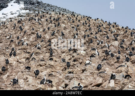 Große Kolonie von Imperial Krähenscharben Leucocarbo atriceps), auch bekannt als die blauäugige Shag oder Blue-eyed Kormoran. Paulet Island auf der Antarktischen Halbinsel Stockfoto