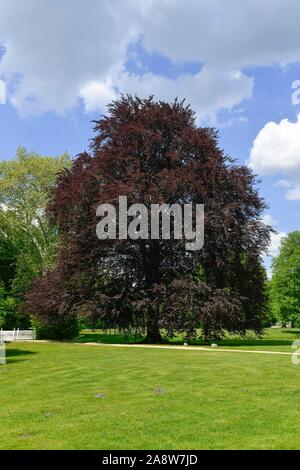 Blutbuche (Fagus sylvatica f. purpurea), Fürst-Pückler-Park Branitz, Cottbus, Brandenburg, Deutschland Stockfoto