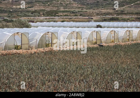 Array aus Kunststoff tunnel Gewächshäuser mit Bereich der junge Gemüse in Front gegen den blauen Himmel. Stockfoto