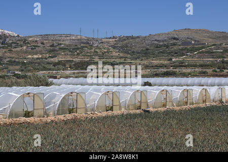 Array aus Kunststoff tunnel Gewächshäuser mit Bereich der junge Gemüse in Front gegen den blauen Himmel. Stockfoto