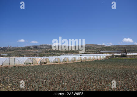 Array aus Kunststoff tunnel Gewächshäuser mit Bereich der junge Gemüse in Front gegen den blauen Himmel. Stockfoto