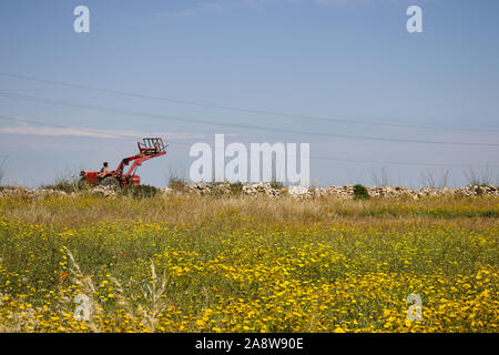 Kleine laden Stapler auf konkrete Straße durch blühende Feld fahren auf sonnigen Tag. Stockfoto