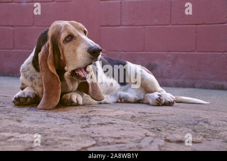 Basset Hound sitzen und Kauen auf Lebensmittel mit Red brick wall im Hintergrund. Stockfoto