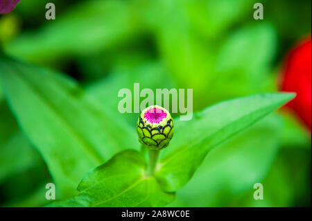 Bud der Lila Blume Zinnia elegans Stockfoto