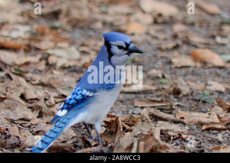 Blauhäher (Cyanocitta Cristata) Stockfoto