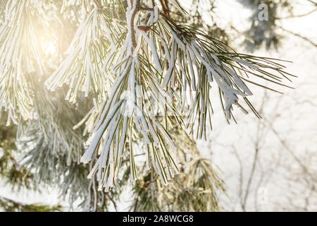 Abstrakte winter Hintergrund mit Kiefernadeln durch Schnee von der Sonne beleuchtete abgedeckt Stockfoto