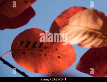 Cotinus coggygria 'Grace' Stockfoto