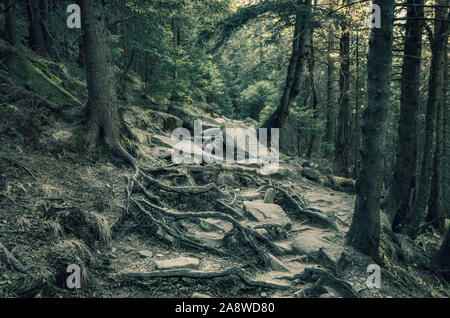 Dunkel gruseligen Wald mit baumwurzeln wie Monster Hände. Mystic Trail im Wald tief Stockfoto