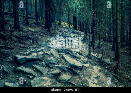 Spooky Pfad im Wald am Abend. Rocky Trail mit Wurzeln und Steine Stockfoto