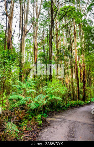 Weg durch den hohen Berg Asche Gummi Bäume und Farne in Great Otway National Park, Victoria, Australien. Stockfoto