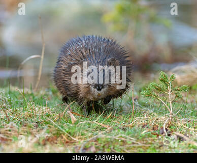 Bisamratte (Ondatra Zibethicus). Acadia National Park, Maine. Stockfoto