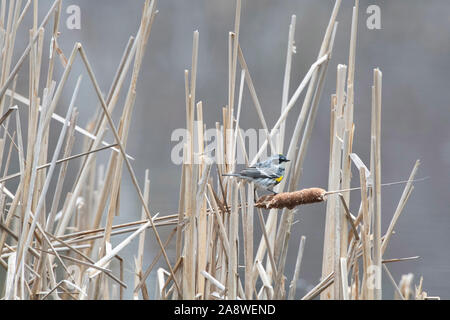 Yellow-rumped Warbler (Setophaga coronata) im Cattails im frühen Frühjahr thront. Acadia National Park, Maine. Stockfoto