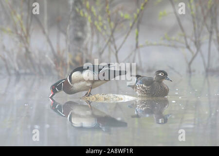 Holz Ente (Aix sponsa). Passende Paar ruht auf Felsen im Teich. Acadia National Park, Maine, USA. Stockfoto