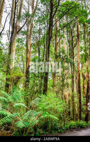 Riesige Eucalyptus regnans Bäumen, wie Eberesche bekannt, Sumpf Gummi, oder strähnig Gummi, ist eine Pflanzenart aus der Gattung Eukalyptus bei Great Otway National Park gefunden. Stockfoto