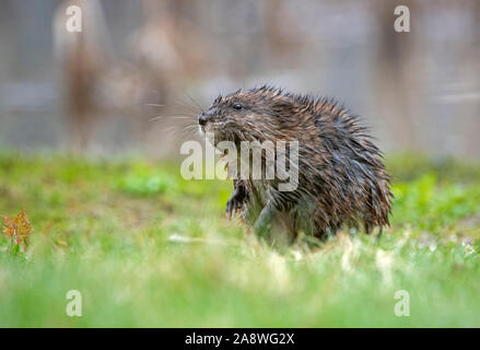 Bisamratte (Ondatra Zibethicus). Acadia National Park, Maine. Stockfoto