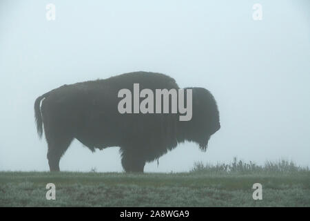 American Buffalo oder Bison (Bison bison). Eine ausgereifte Stier in den Nebel. Yellowstone National Park, Wyoming, USA. Stockfoto