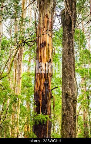 Riesige Eucalyptus regnans Bäumen, wie Eberesche bekannt, Sumpf Gummi, oder strähnig Gummi, ist eine Pflanzenart aus der Gattung Eukalyptus bei Great Otway National Park gefunden. Stockfoto