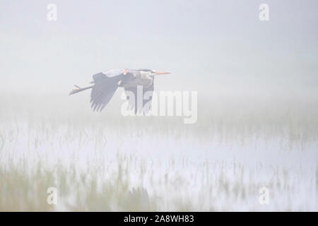 Great Blue Heron (Ardea herodias) fliegen im Nebel entlang der Yellowstone River, Yellowstone National Park, Wyoming. Stockfoto