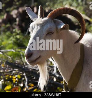 Portrait von ein Ziegenbock in der Sonne Stockfoto