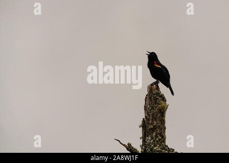 Red-winged blackbird thront auf baumstumpf singen. Stockfoto