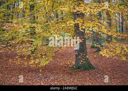 Schmutz der Straße im Herbst bunte Felder ruhigen Herbst Landschaft Stockfoto