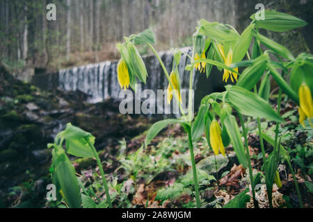 Gebürtige wildflowers, Gelb bellwort und Wasserfall. Stockfoto