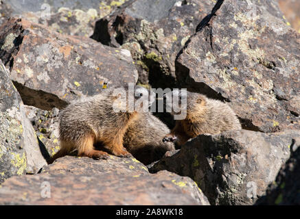 Yellow-bellied Murmeltier (Marmota flaviventris). Babys spielen. Yellowstone National Park, Wyoming, USA. Stockfoto