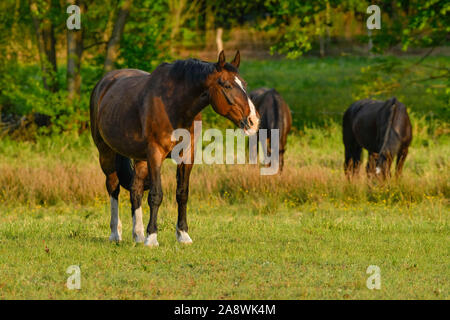 Pferde, Weide nahe Schlepzig, Spreewald, Brandenburg, Deutschland Stockfoto