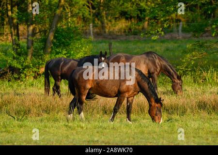 Pferde, Weide nahe Schlepzig, Spreewald, Brandenburg, Deutschland Stockfoto