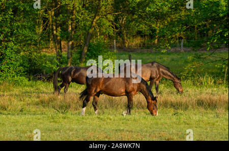 Pferde, Weide nahe Schlepzig, Spreewald, Brandenburg, Deutschland Stockfoto