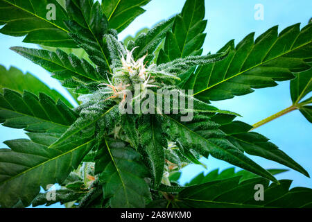 Eine blühende Cannabis bud kurz vor der Ernte, ein Makro Foto, mit gelben Narben und weißen Trichomen auf Blättern, eine Nahaufnahme Stockfoto