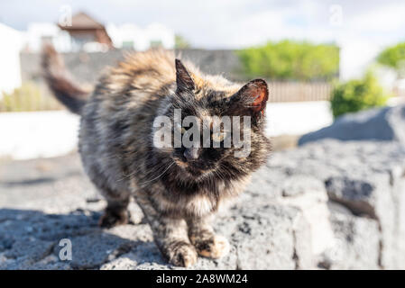 Portrait von niedlichen flauschige Katze auf groben Stein Wand Stockfoto