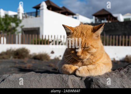 Close-up von vorne rote Katze schlafend auf groben Stein Wand Stockfoto