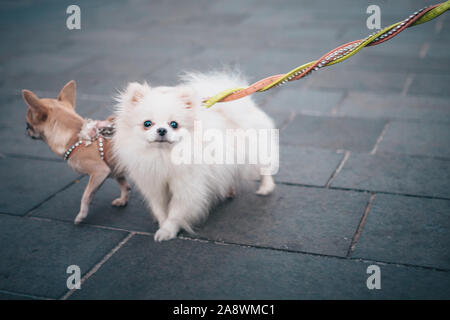 Zwei kleine süße Hunde der Rasse Chihuahua und ein Spitz an der Leine bei einem Spaziergang rund um die Stadt Stockfoto