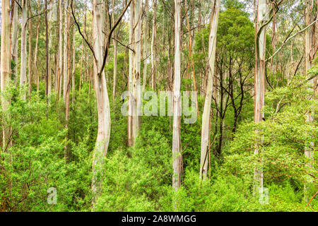Riesige Eucalyptus regnans Bäumen, wie Eberesche bekannt, Sumpf Gummi, oder strähnig Gummi, ist eine Pflanzenart aus der Gattung Eukalyptus bei Great Otway National Park gefunden. Stockfoto