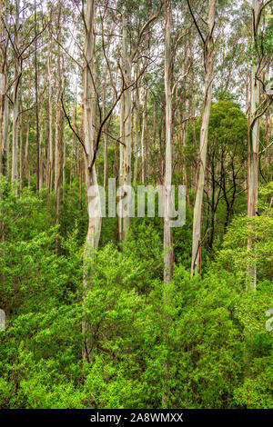 Riesige Eucalyptus regnans Bäumen, wie Eberesche bekannt, Sumpf Gummi, oder strähnig Gummi, ist eine Pflanzenart aus der Gattung Eukalyptus bei Great Otway National Park gefunden. Stockfoto
