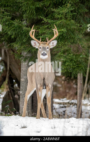 Weißwedelhirsche (Odocoileus virginianus). Reifen Buck während der Paarungszeit. Acadia National Park, Maine, USA. Stockfoto