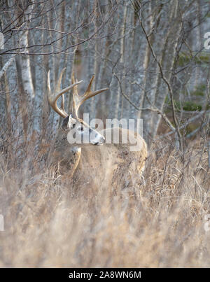 Weißwedelhirsche (Odocoileus virginianus). Reifen Buck während der Paarungszeit. Acadia National Park, Maine, USA. Stockfoto