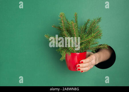 Weibliche Hand, die eine wenig kreative Weihnachtsbaum im Topf rot durch die runde Öffnung im Grünbuch. Close Up. Weihnachten Urlaub. Verkauf. Stockfoto